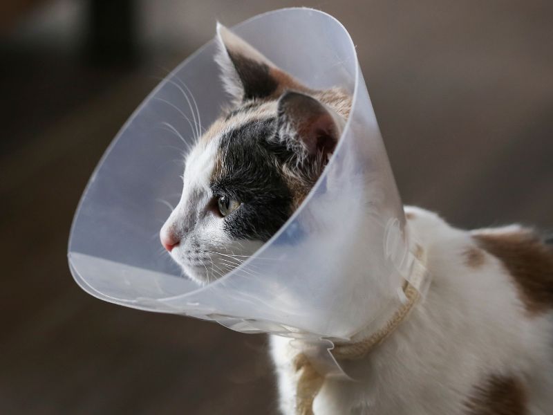 Cat in a surgery cone