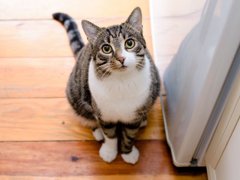Cat sitting on the floor