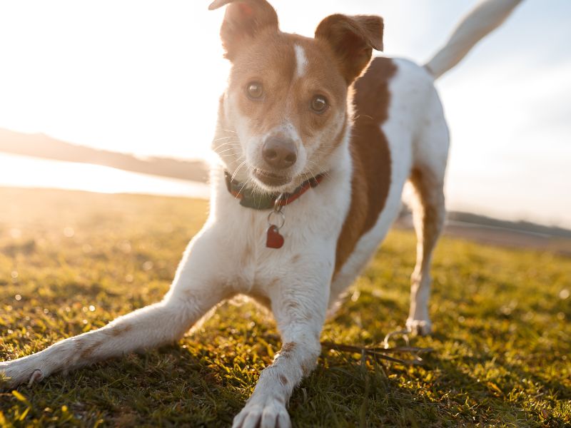 Cute dog playing in the grass