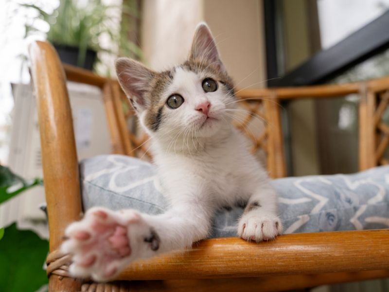 Kitten sitting on a chair