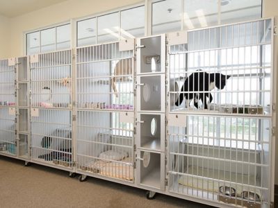 Morningside Animal Hospital Cat kennel Morningside Animal Hospital Cat kennel
