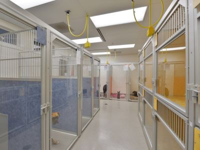 Morningside Animal Hospital Dog kennel Morningside Animal Hospital Dog kennel