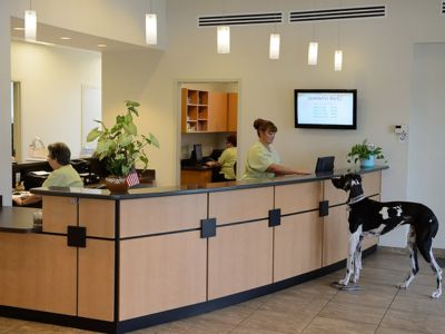 Morningside Animal Hospital Reception Desk Morningside Animal Hospital Reception Desk