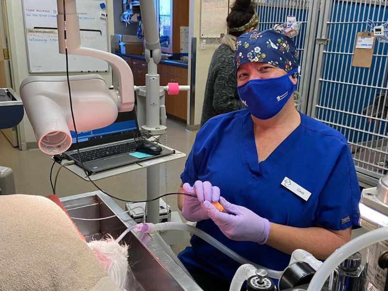 Morningside Animal Hospital staff working with an animal on the surgery table