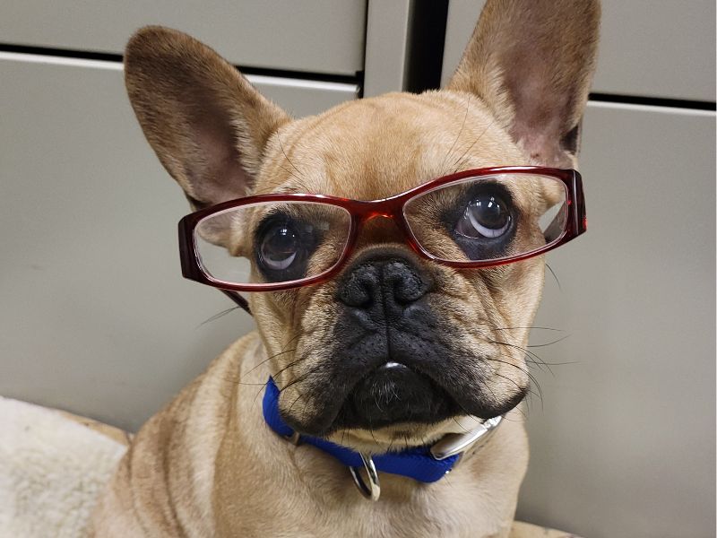 Small dog in eyeglasses