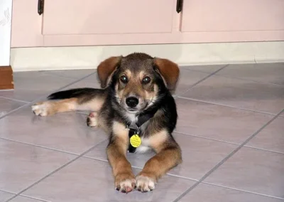 Adorable puppy resting on floor