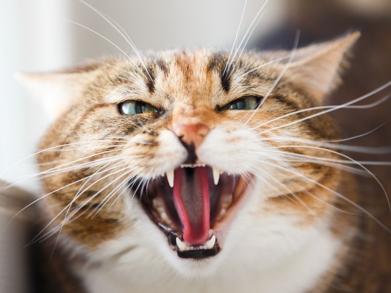 Angry cat hissing mouth open