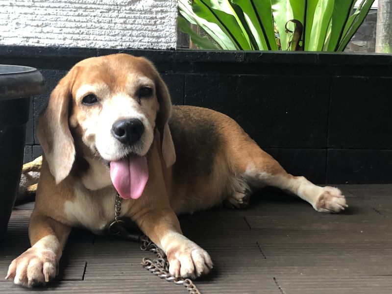 A dog lying down with their tongue out
