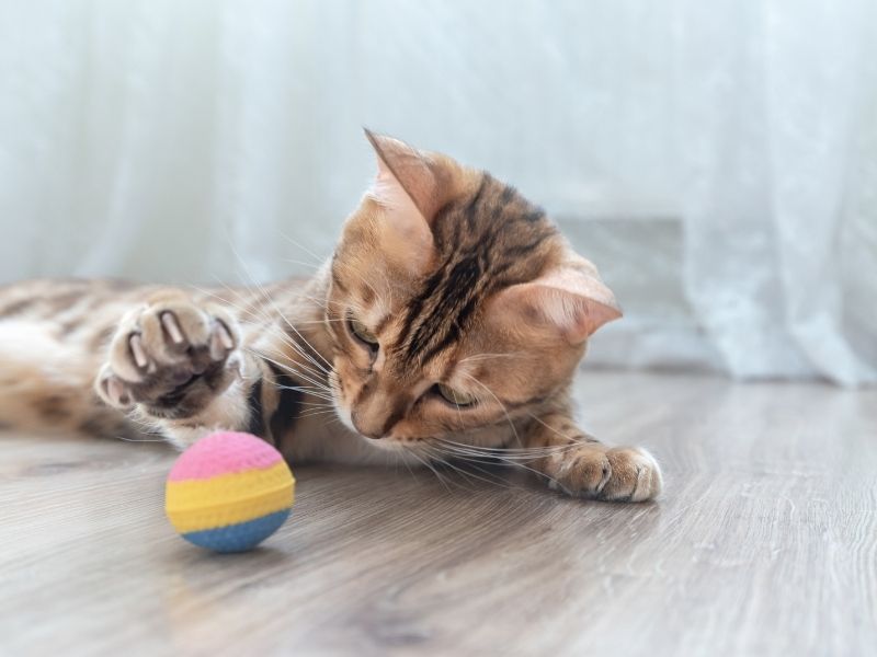 Bengal cat playing with ball