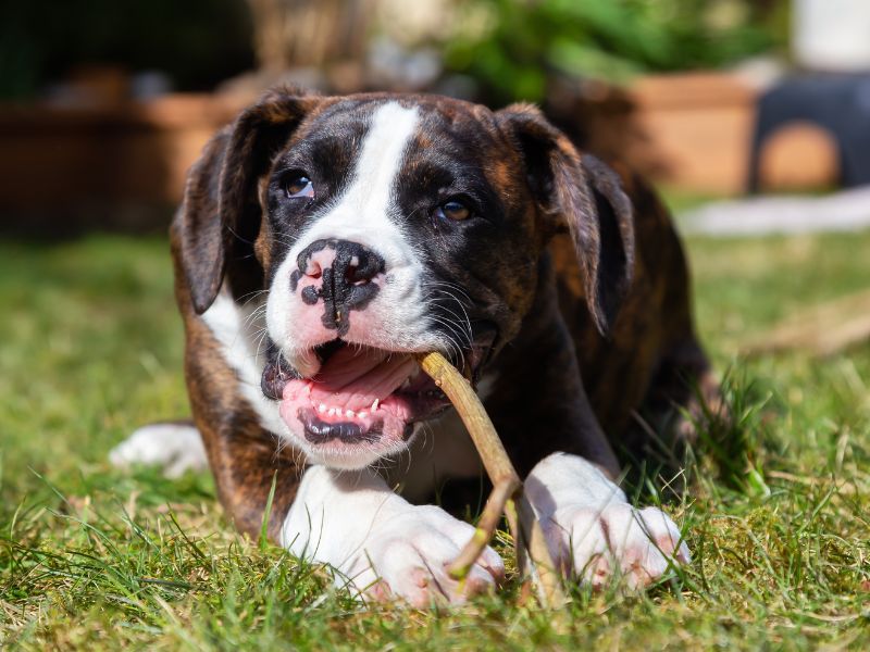 Boxer puppy chewing stick outdoors