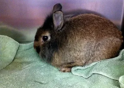 Brown bunny on towel