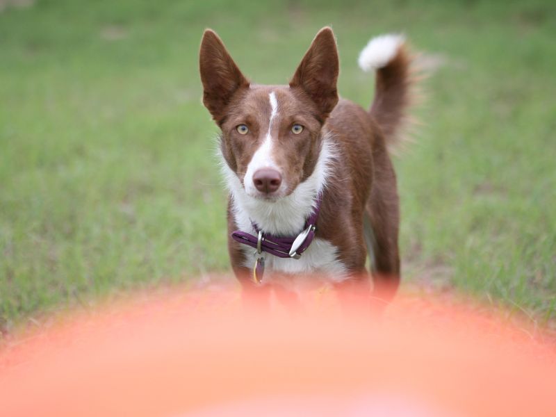 Brown dog with collar