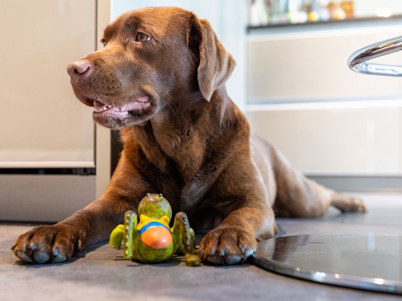 Brown labrador with toy frog