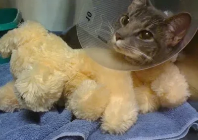 A cat with a surgical cone and fluffy stuffed animal