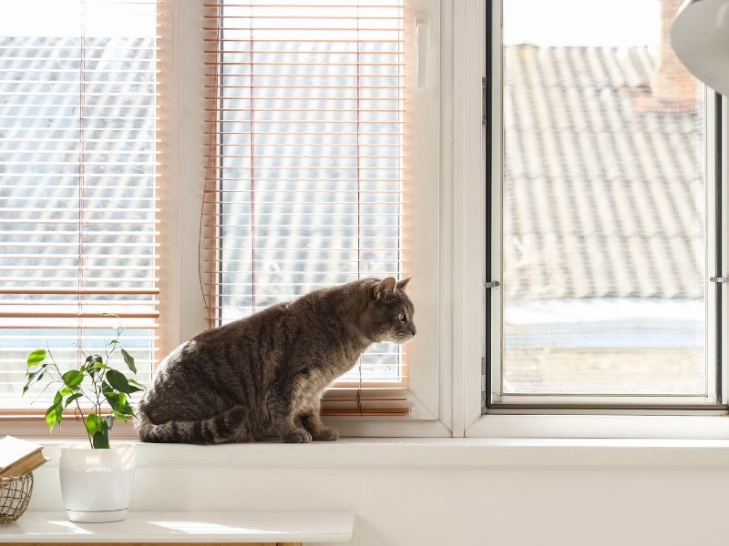 Cat looking out window blinds