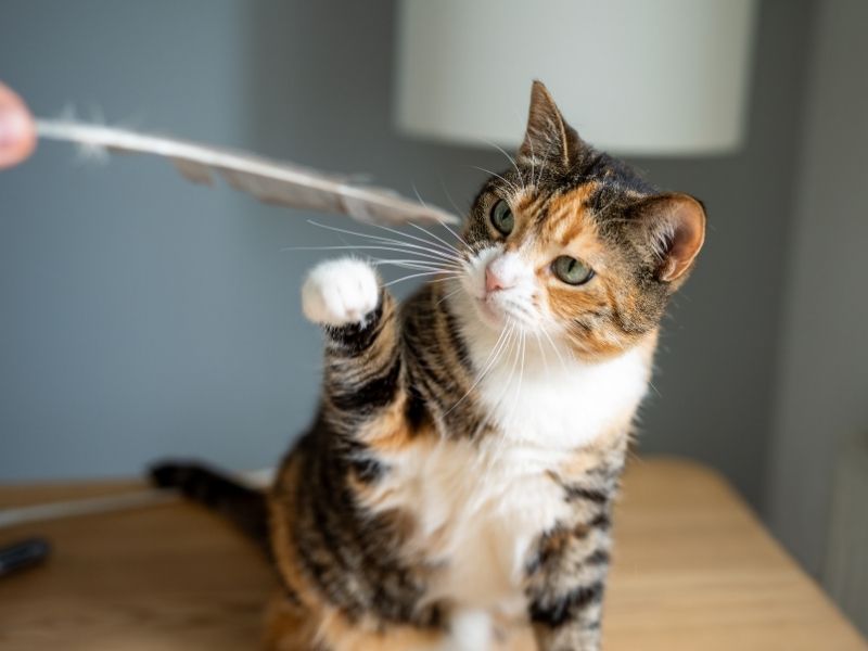 Cat playing with feather