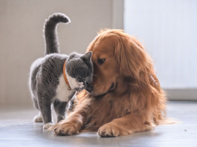 Cat rubbing golden retriever