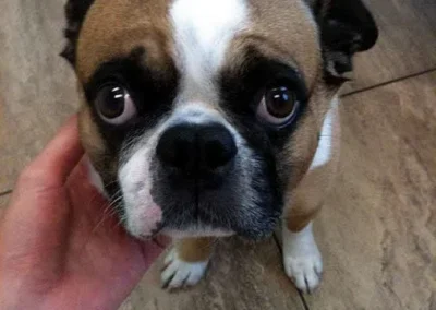 Cute dog looking up
