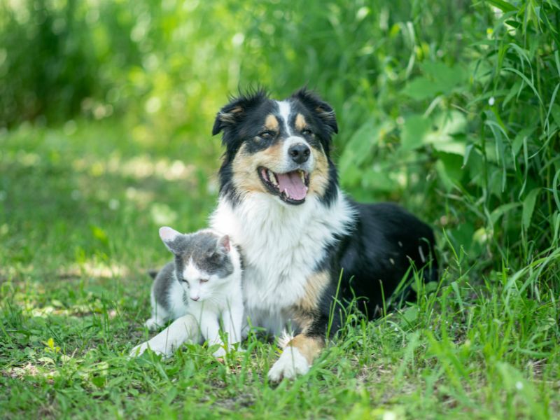 A dog and cat lying in grass