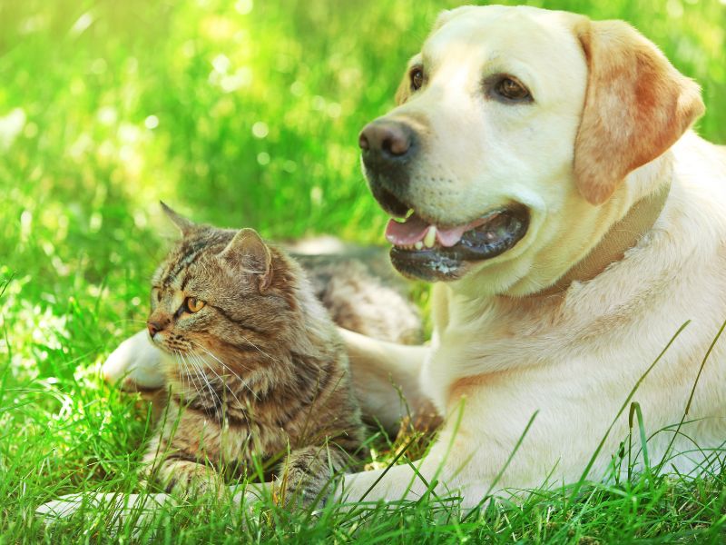 Dog and cat in grass