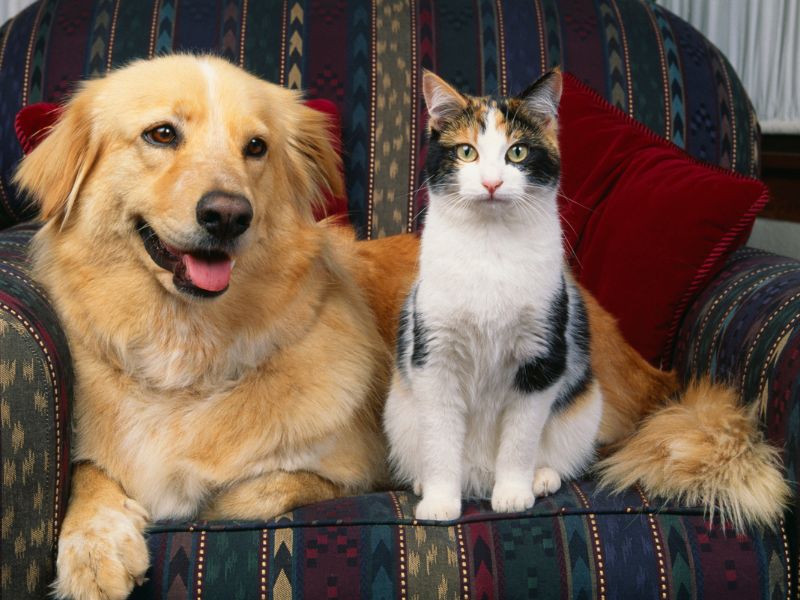 Dog and cat on couch