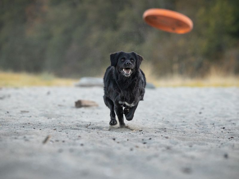 Dog chasing frisbee on beach