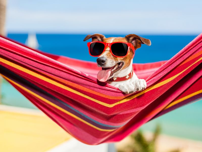 Dog in hammock, sunglasses
