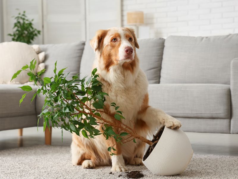 Dog knocked over plant