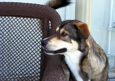 Dog sitting on wicker chair