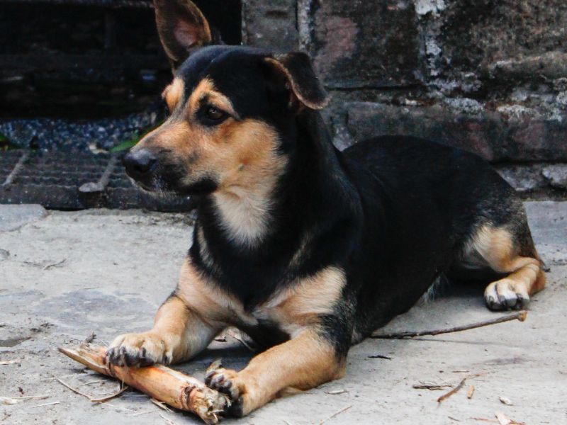 Dog with stick lying down.