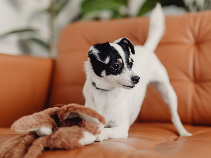 Dog with toy on couch