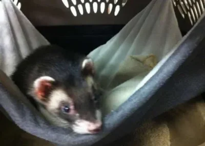 Ferret resting in hammock