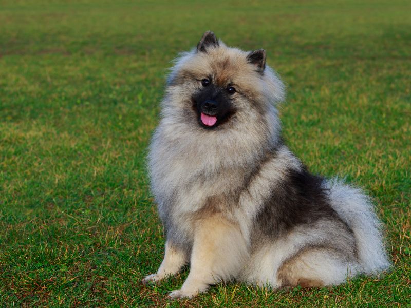 Fluffy Keeshond dog on grass
