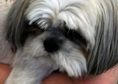 Fluffy Shih Tzu dog resting