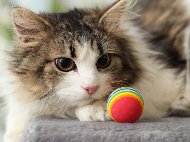Fluffy cat staring at a rainbow ball