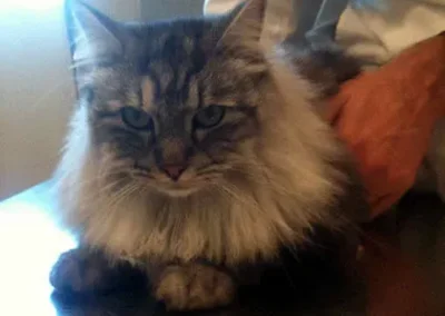 Fluffy gray cat resting