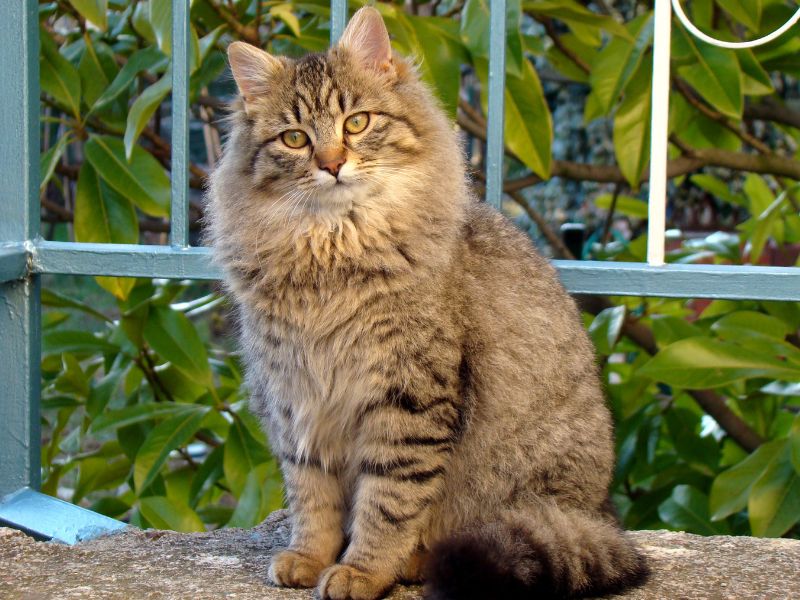 Fluffy tabby cat sitting outside