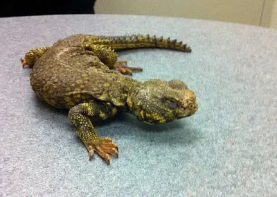 Green and brown spiny lizard