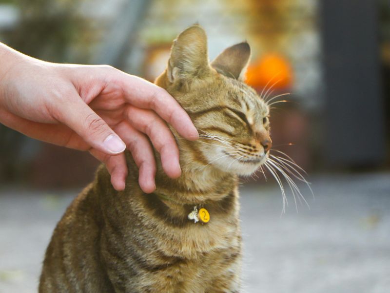Person petting a cat