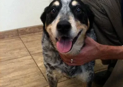 Happy cattle dog with person kneeling down