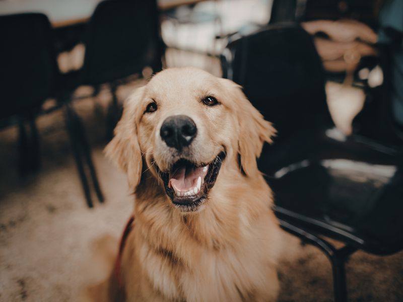 Happy Golden Retriever dog close-up