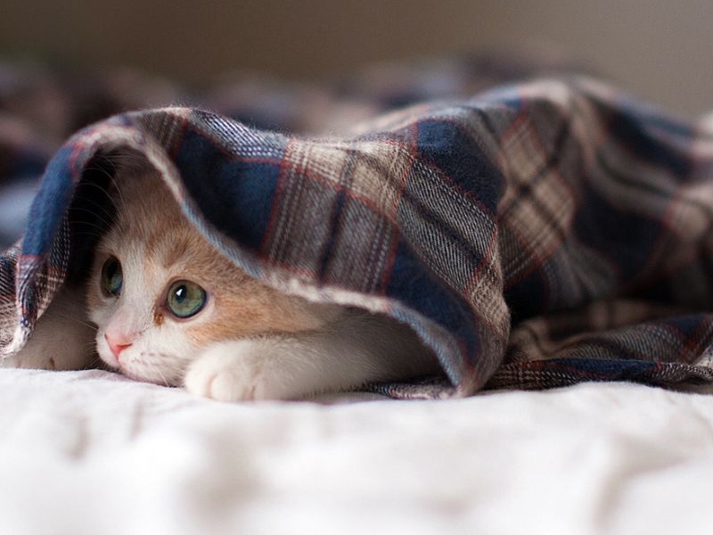 Kitten hiding under plaid blanket