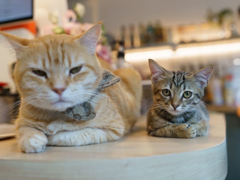 Orange and tabby cats