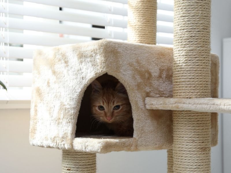 Orange cat in cat tree