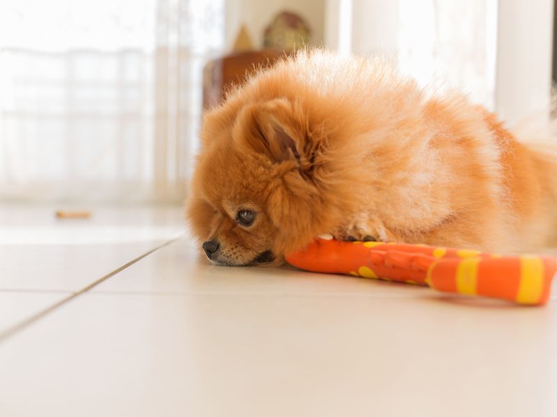 Pomeranian dog playing with an orange and yellow toy