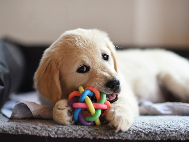 Puppy chewing colorful toy.