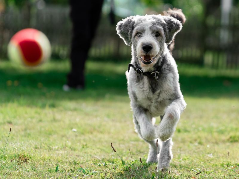Shaggy dog running excitedly