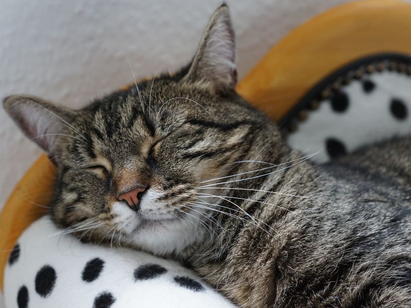 Sleeping tabby cat close-up.