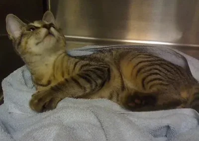 Tabby cat looking up