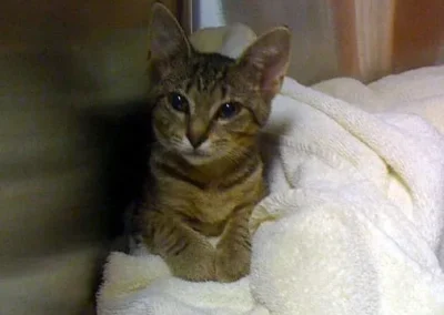 Tabby kitten on white towel.